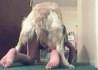 Hairy hound in the bedroom animality