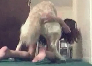 Hairy hound in the bedroom animality