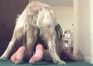Hairy hound in the bedroom animality