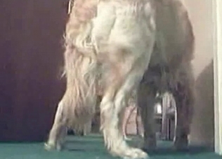 Hairy hound in the bedroom animality