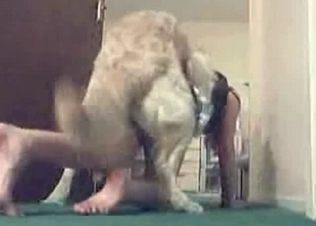 Hairy hound in the bedroom animality