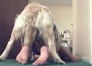 Hairy hound in the bedroom animality