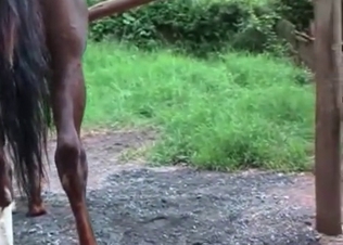 Blonde milf loves her hot horse
