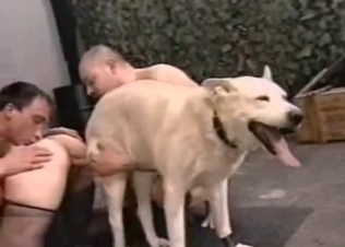 Amazing oral sex in a zoo orgy here
