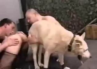 Amazing oral sex in a zoo orgy here