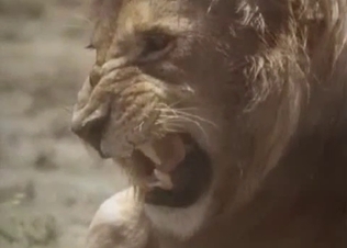 Brutal lion fucked a sexy lioness from behind
