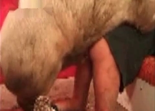 Human and pig have amazing sex on cam