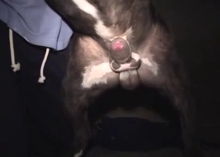 Awesome doggy has a pretty massive and hard penis