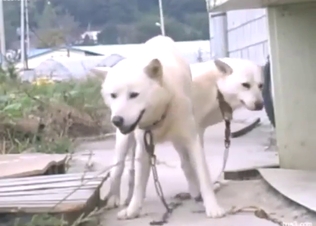 Outdoor zoo sex with two white Husky dogs