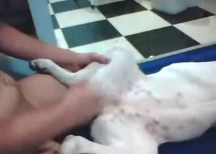 Slutty holes of a white dog get fucked on floor