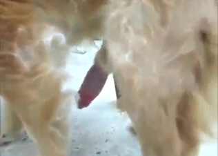 Sexed-up animal showing off its great penis