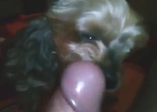 Fuckable zoophile lets this Yorkshire dog lick