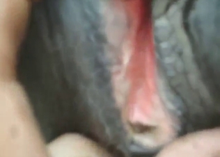 Knotty dog enjoying this dude's yummy asshole