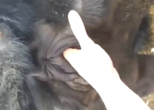 Shy display of hardcore cow pussy domming