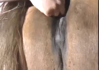 Zoo sex with a sexy beast that gets stretched