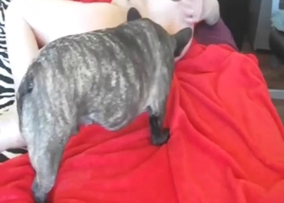 Dog-fucking amateur shows her goodies today