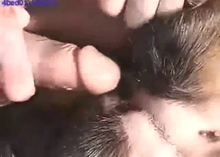 Passionate fuck with a brown dog that takes cock