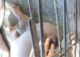 Dude can't keep his fingers to himself (pig fuck)