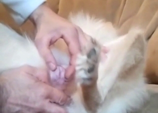 Pink pussy dog is getting fucked in missionary