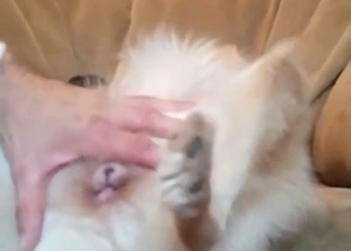 Pink pussy dog is getting fucked in missionary