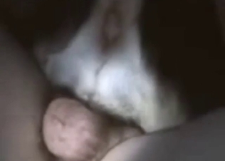 Dog is going to ride his dick until mutual orgasm