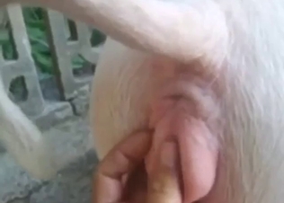 Dude fingering a pig because he's a horny mofo