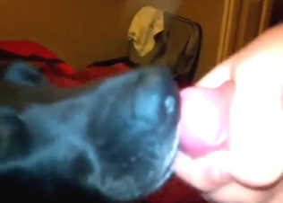 Guy feeds hard cock to his slutty black dog