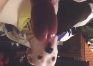White dog licks the whole length of his meaty cock