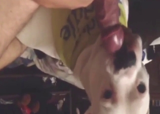 White dog licks the whole length of his meaty cock