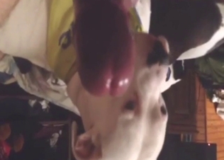 White dog licks the whole length of his meaty cock