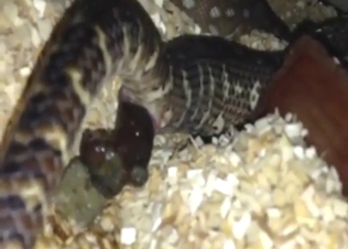 Snake poop fetish movie with a few twists