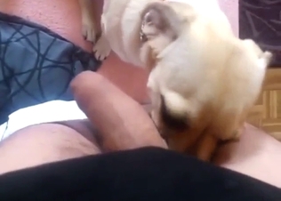 Puppy with a pretty mug licking that dong