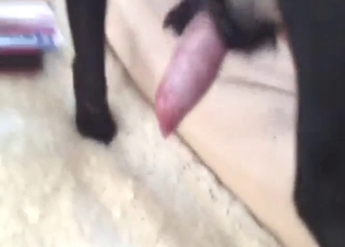 Centering on that dick in a scene with slutty dog