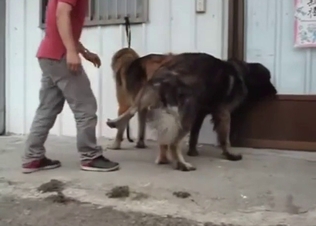 Dude sees two dogs fucking and breeding hard