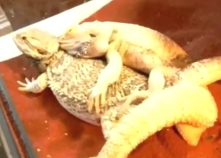 Lizard porn with two sexy creatures 69ing and more