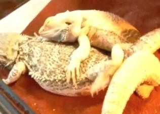 Lizard porn with two sexy creatures 69ing and more