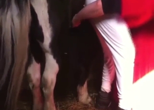 Small pony with a huge cock fucks guy from behind