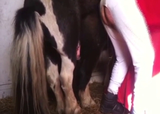 Small pony with a huge cock fucks guy from behind