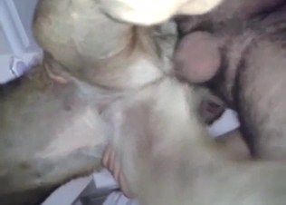 Zoophile with a hairy cock fucks German Shepherd