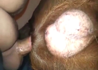 Chocolate Labrador getting fucked anally today