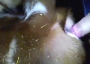 Cow porn with plenty of cum and messy sex