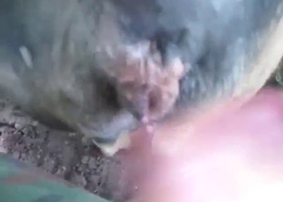 Outdoor pig fuck with a slutty animal taking it