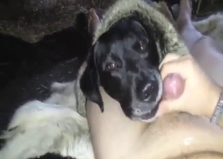 Black Labrador wants to suck his penis in POV