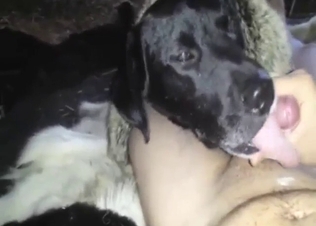 Black Labrador wants to suck his penis in POV