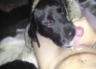 Black Labrador wants to suck his penis in POV