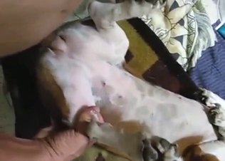 Horned-up animal is about to take that human cock