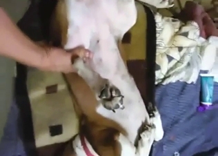 Horned-up animal is about to take that human cock