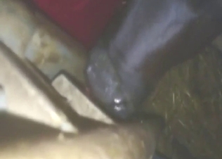 Calf blowjob and close-up deepfuck with a zoophile