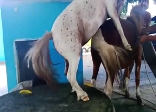 Hidden cam scene with a mare and a stallion