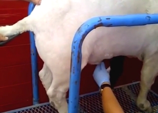 Boar porn movie with a slutty animal squealing